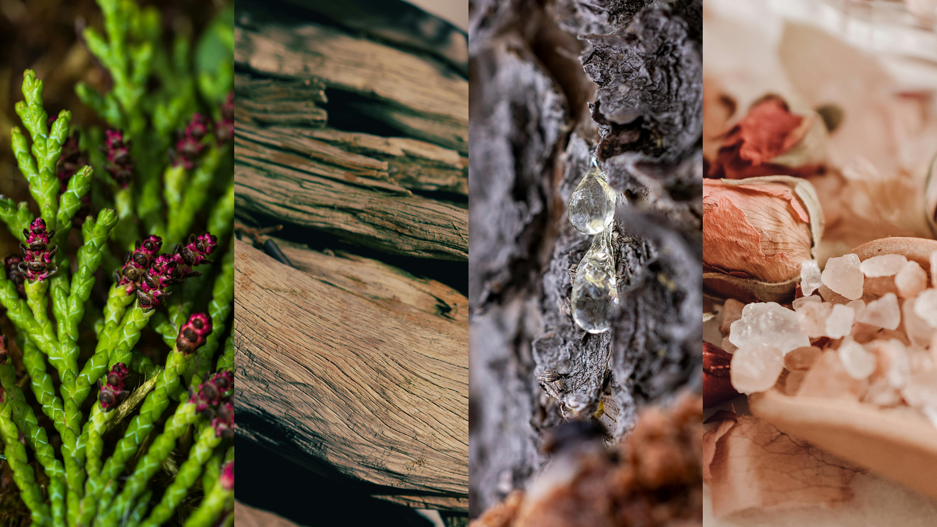 Collage of flora, sandalwood, earthious resins and herbal ingredients used for making pure and elegenat attar.
