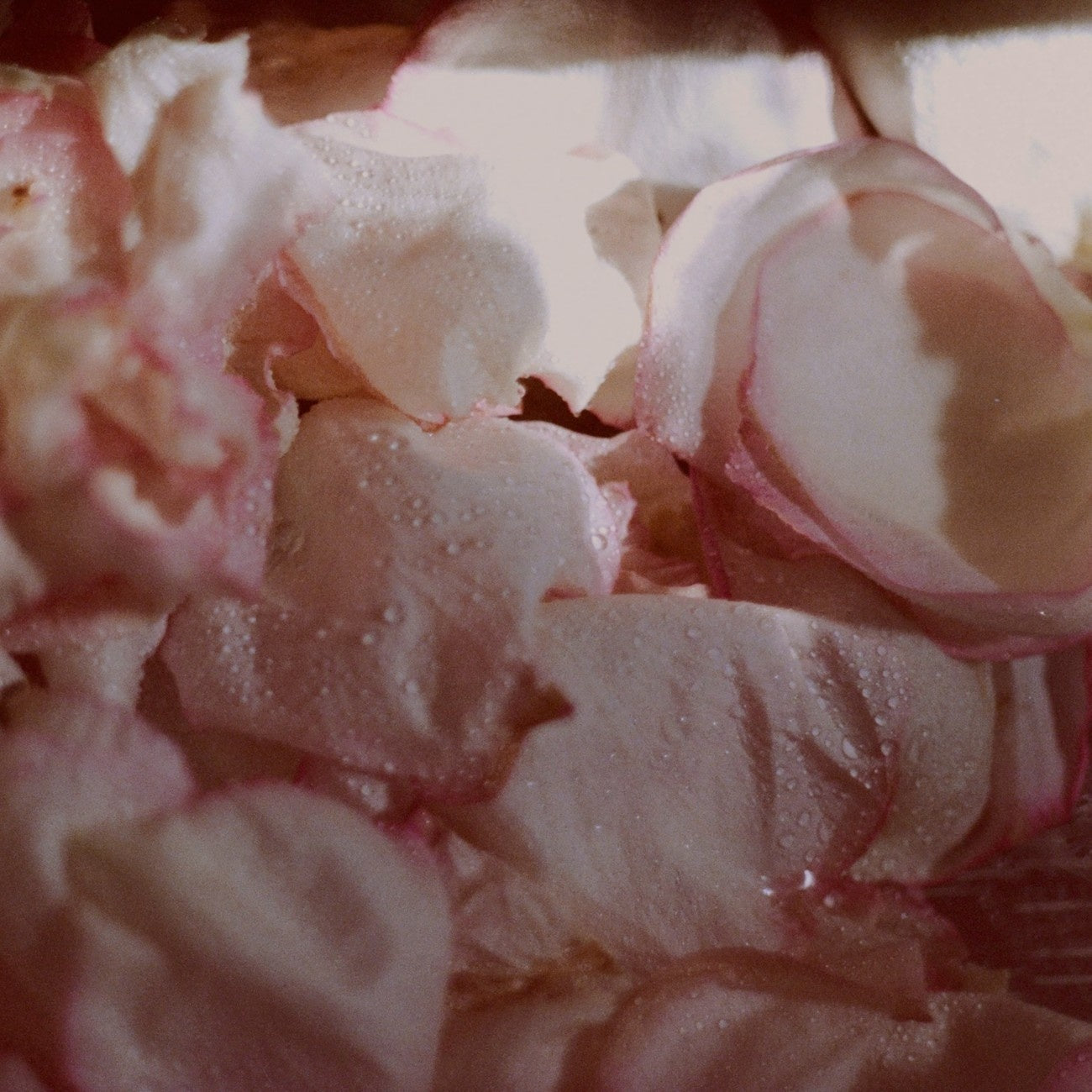 Close-up of pale pink and white rose petals with water droplets, softly lit with warm light.