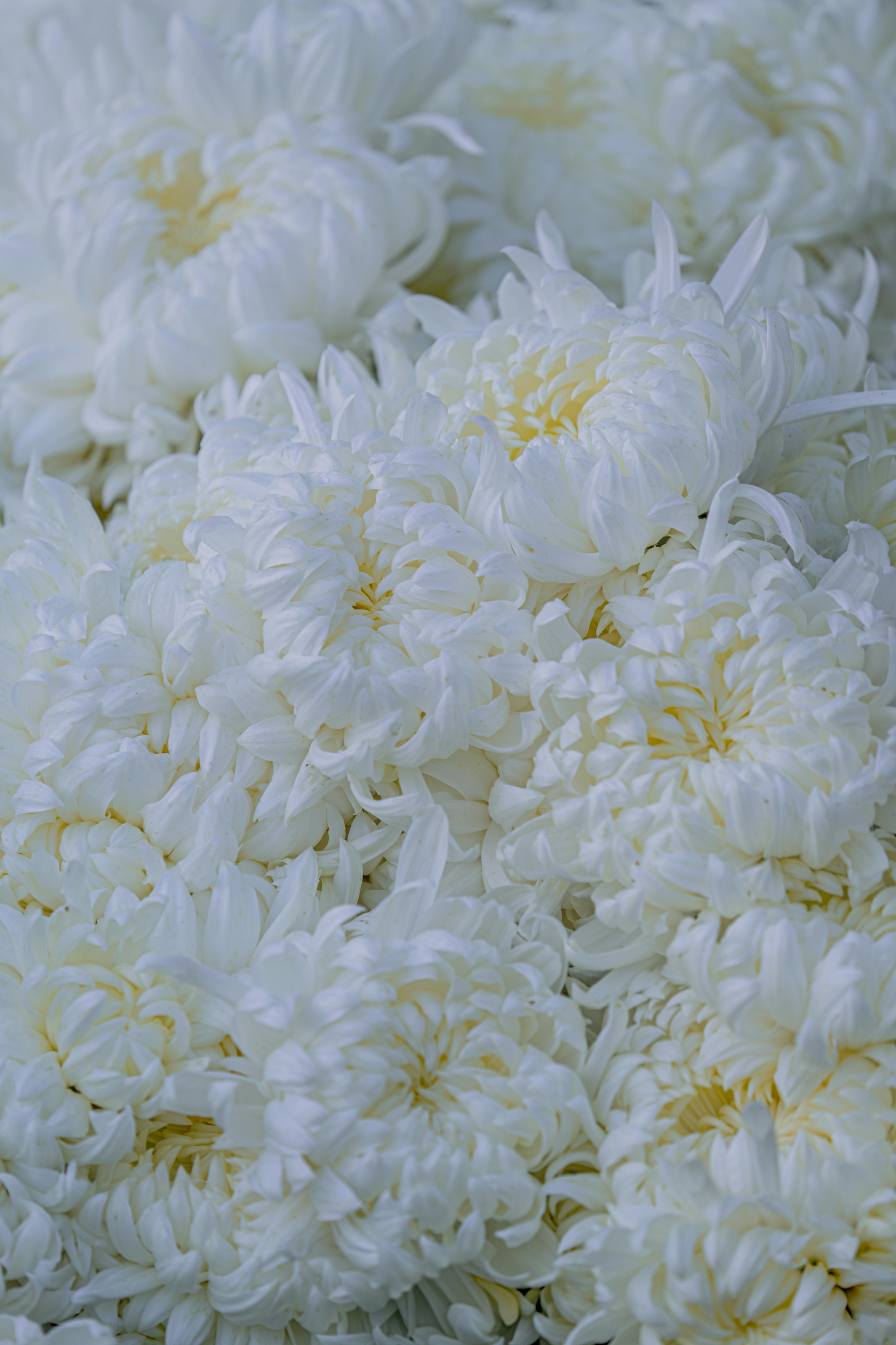 Bunch of white lilies