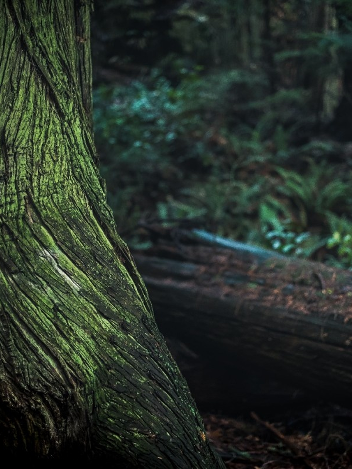 Close-up of a moss-covered tree trunk in a dark forest, with blurred green foliage and a fallen log in the background.