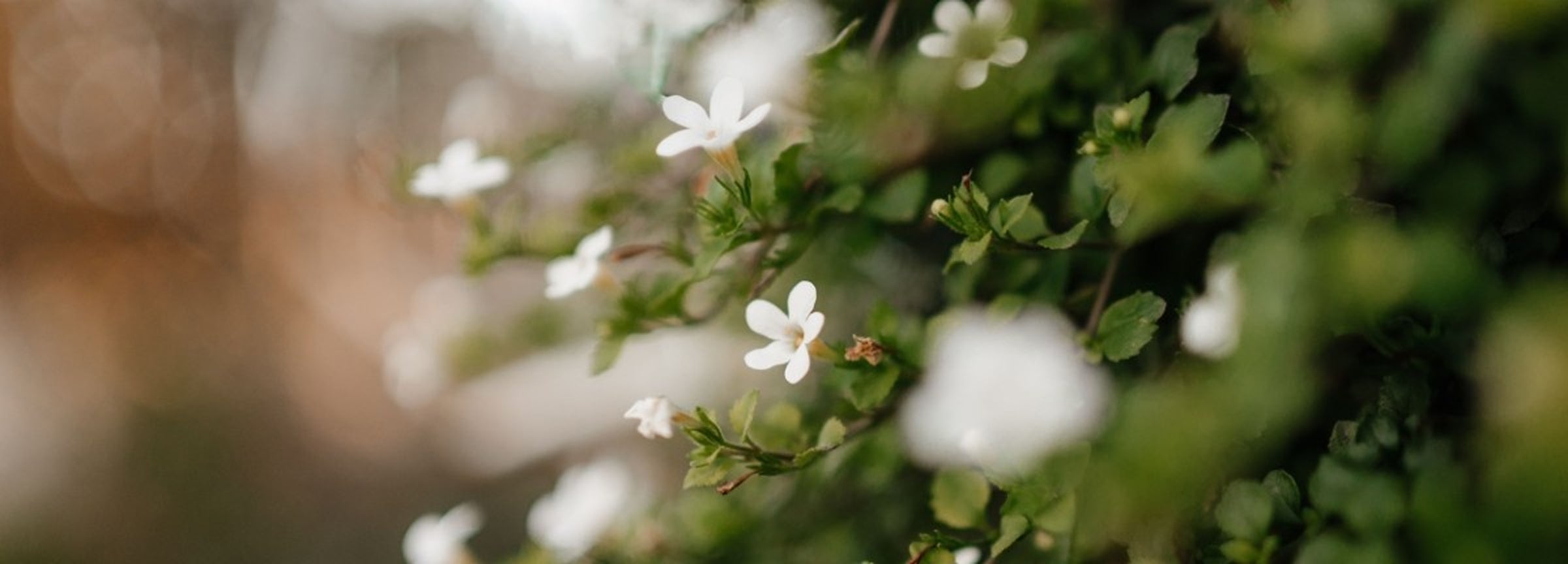 Close-up of small white flowers with green leaves in soft focus, photographed outdoors against a blurred warm-toned background.